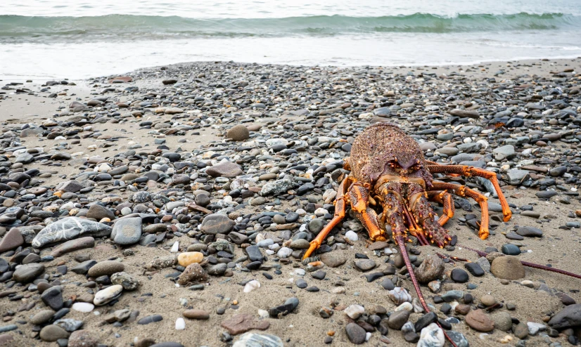 a big bug on the beach near water