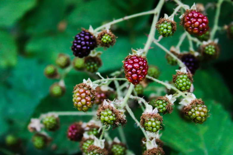 berries growing on the bush on a sunny day