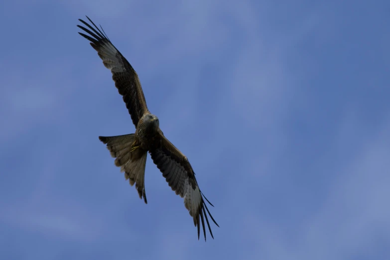 a large bird with wings spread high in the air