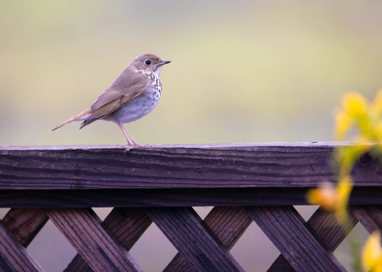 a small bird sits on the fence post