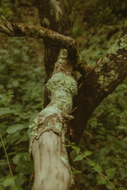 mossy tree trunk laying on ground in forest