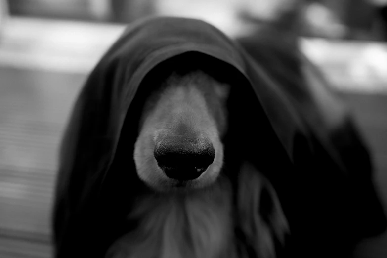 a close up of the nose and mouth of a dog wearing a jacket