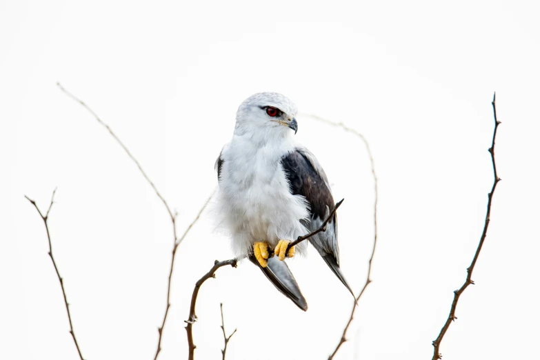a white bird on top of a leafless tree