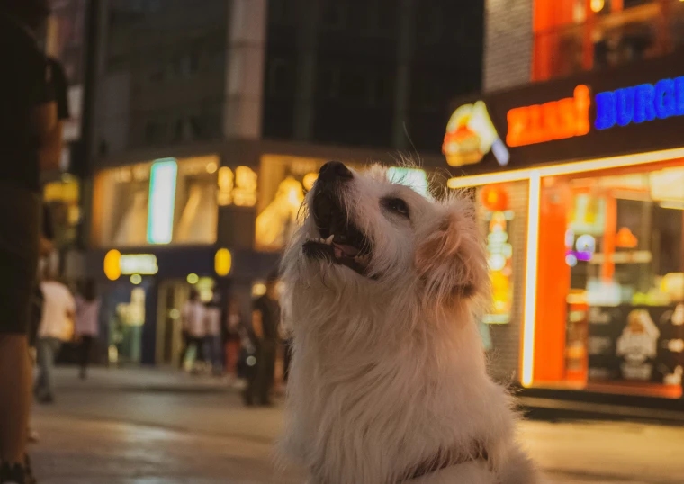a white dog sits at night on the sidewalk