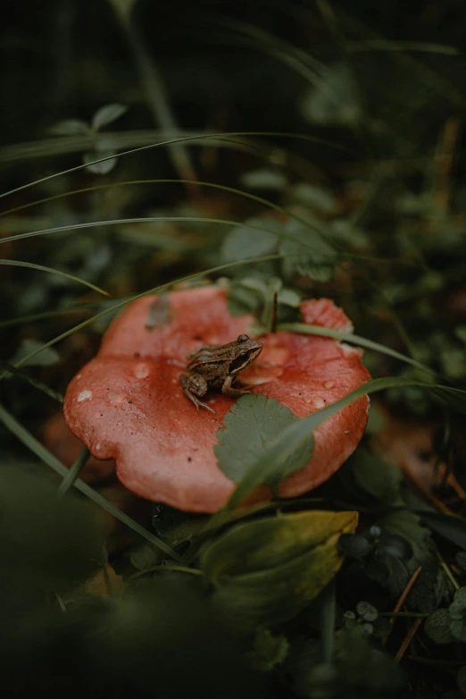 an image of a toad in the grass