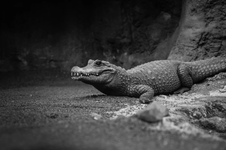 a large alligator lays on top of rocks