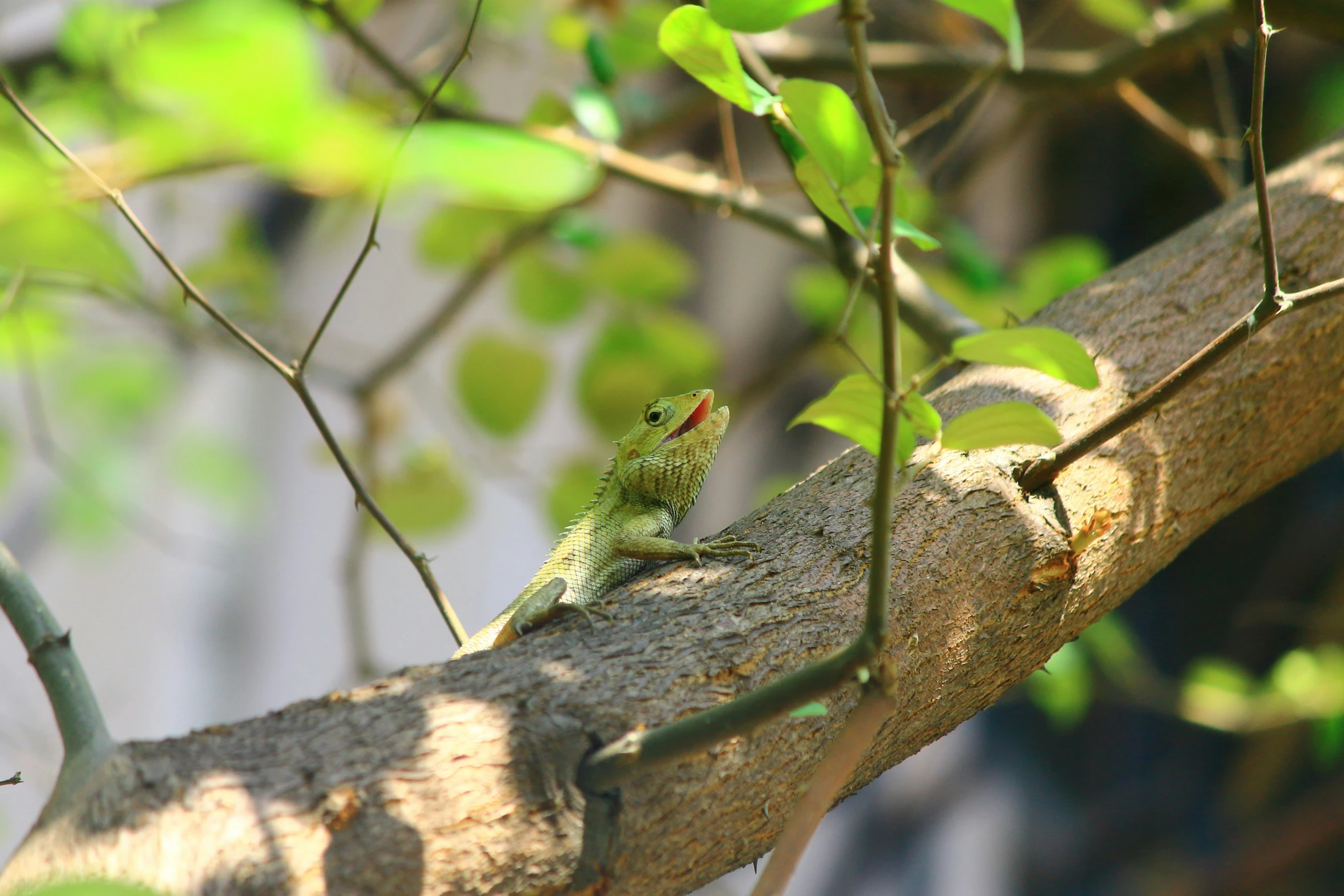 a small lizard sitting on a tree nch