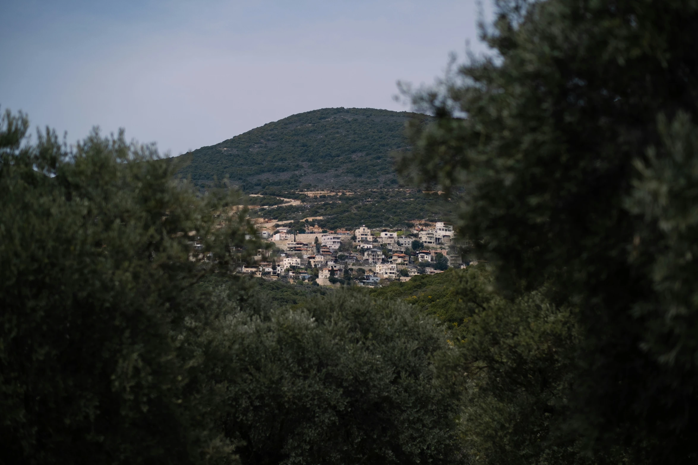 some trees and some buildings on a hill