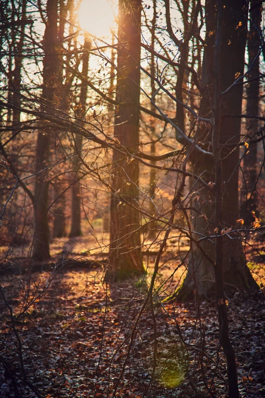 the sun shining through some trees in a forest