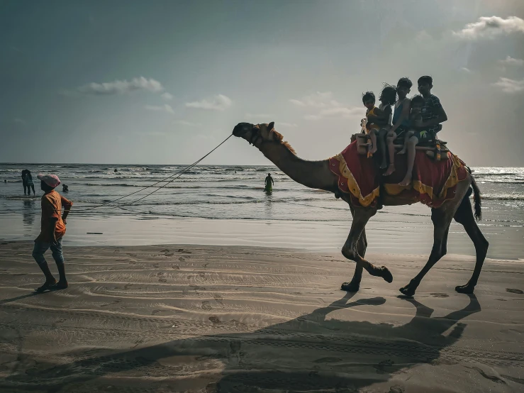 a camel with people on it walking across the beach