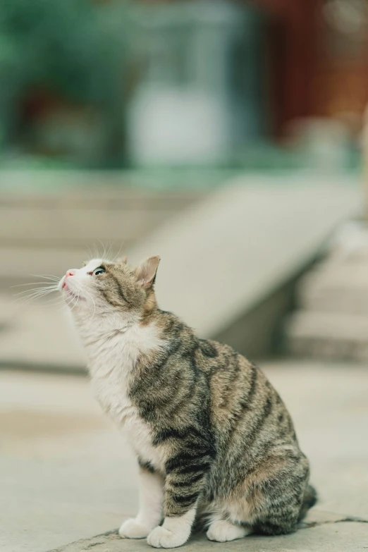 a cat that is looking up while sitting on the ground