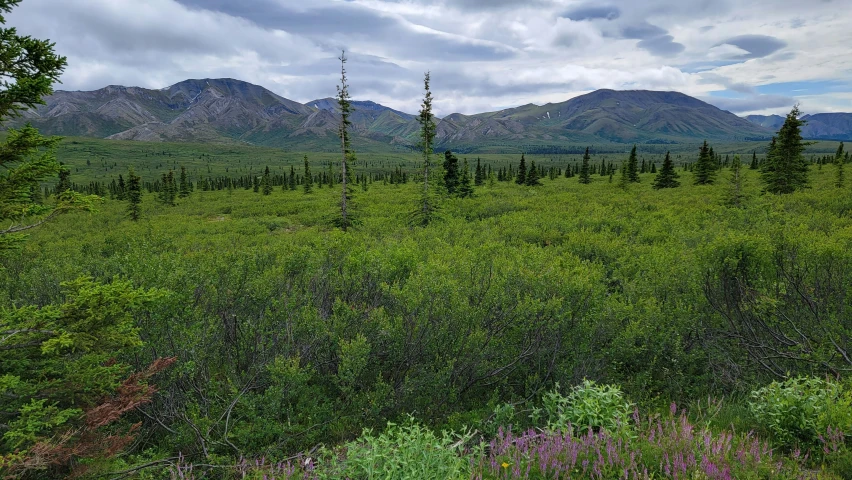 some very pretty green trees and mountains in a big grassy area