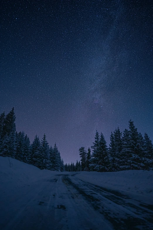 snow - covered trees line the road at night