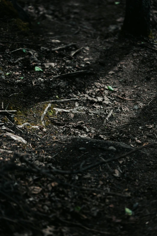 a small bird walking across a forest floor