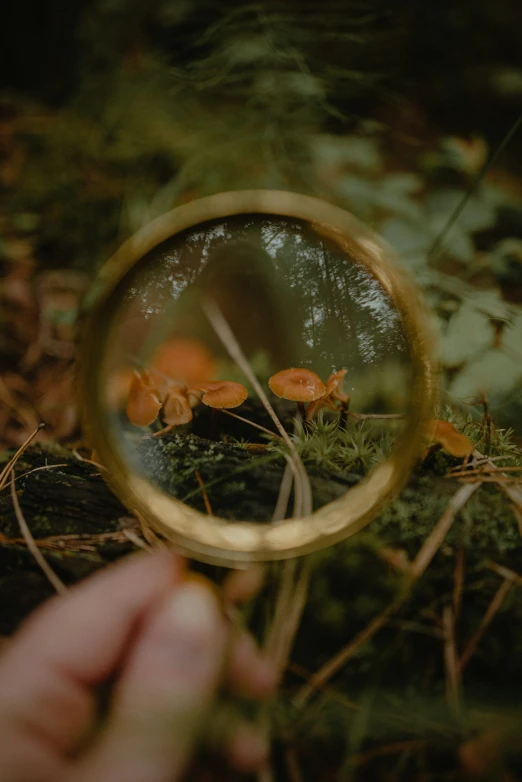 a hand holding a magnifying glass showing plants