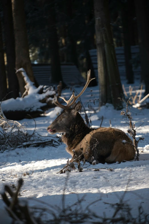 a elk laying in a snowy forest on top of snow