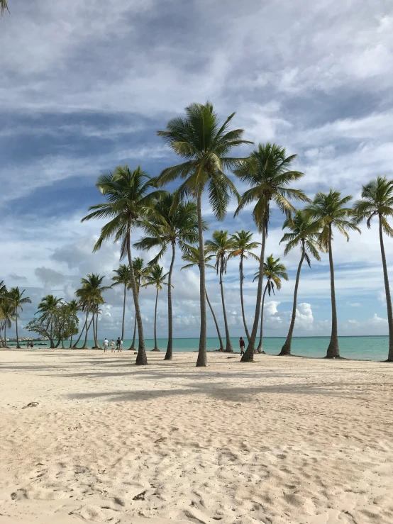 the view of a beach and palm trees from the sand