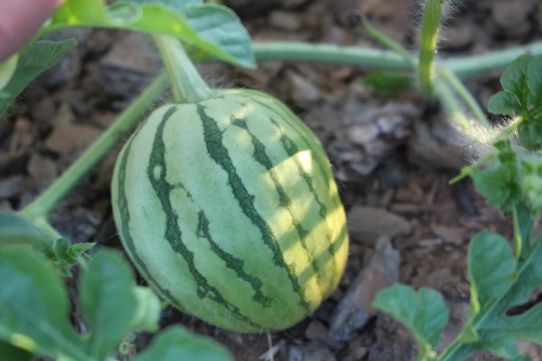 the inside of a watermelon plant with leaves around it