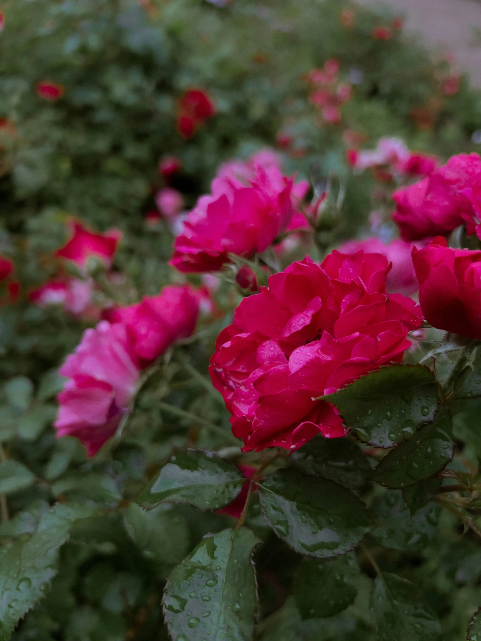 the flowers are blooming on a very small plant