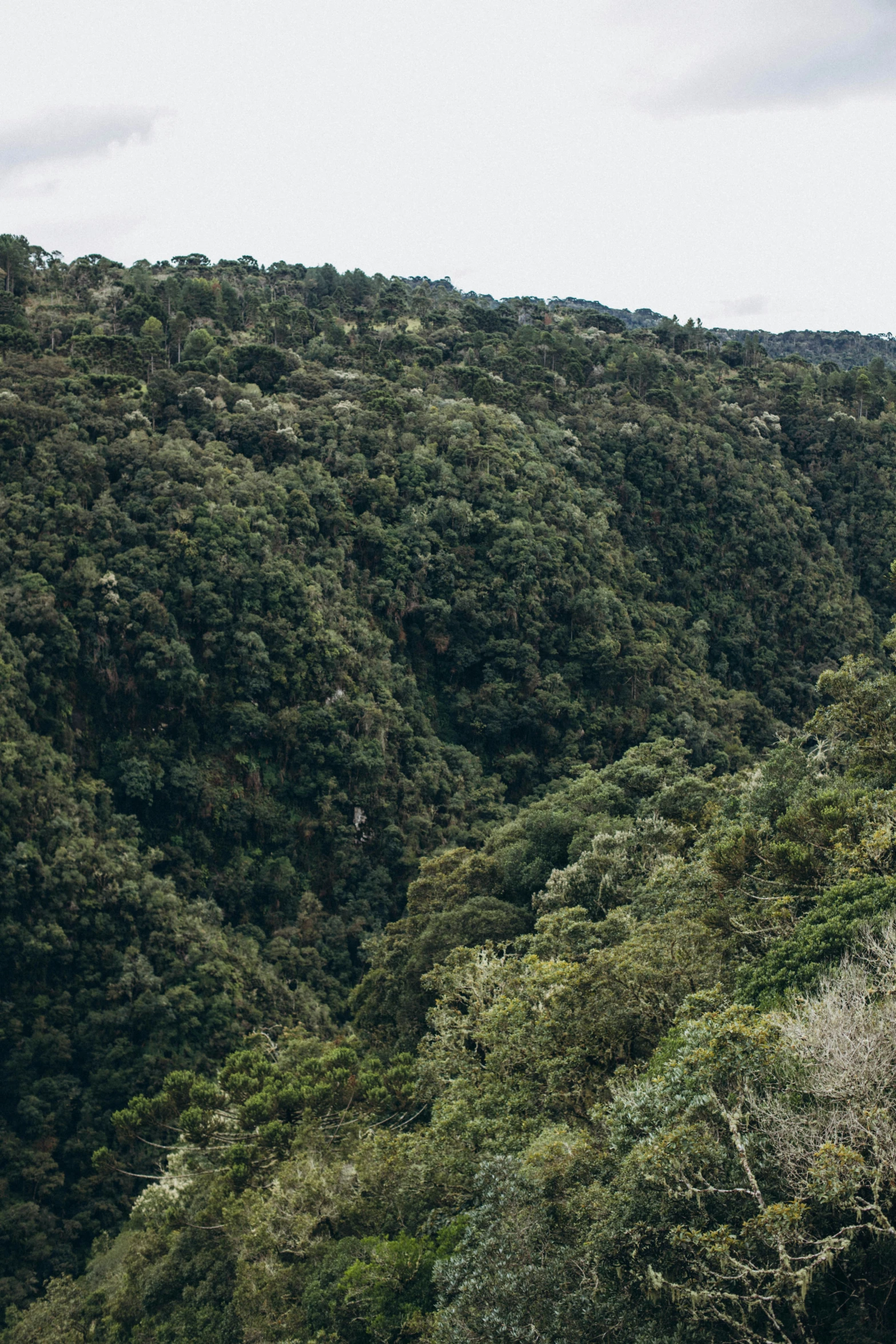 an image of a lush hillside covered in trees