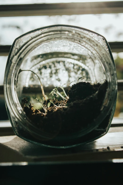 the top view of the plants in the mason jar