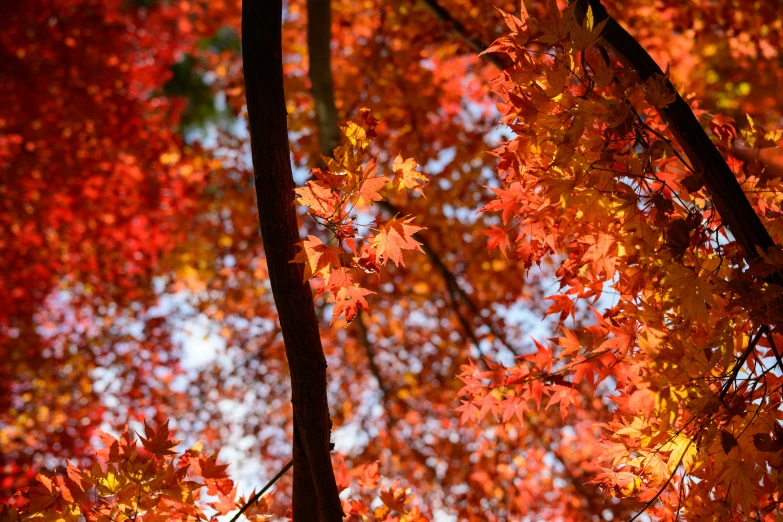 a tree with many nches with bright leaves