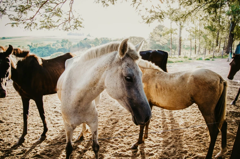 four horses in sandy area next to each other