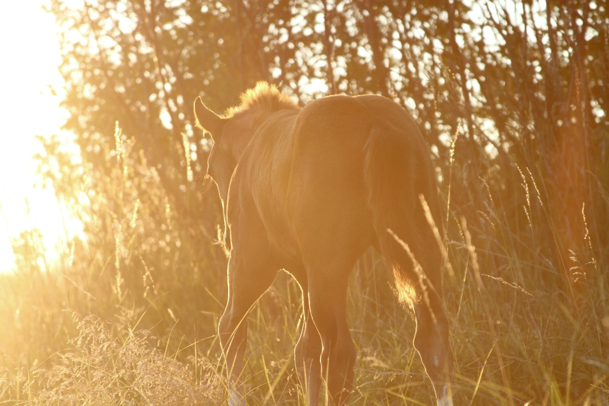 a horse in some tall grass with trees in the background