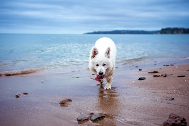 a white puppy is running along the beach