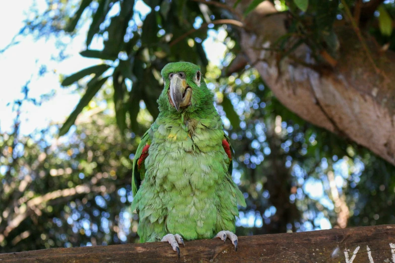 a green bird perched on top of a nch