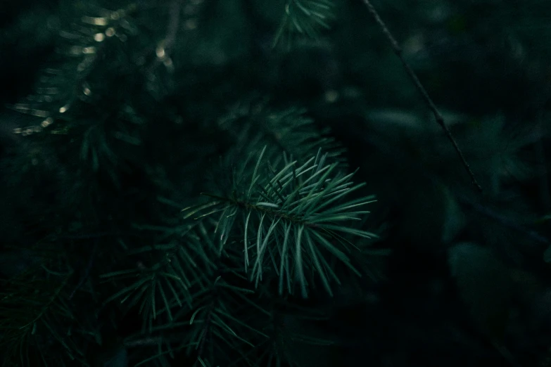 a close up image of a green pine tree