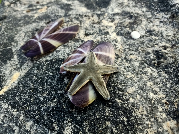 two starfishs on the ground next to shells