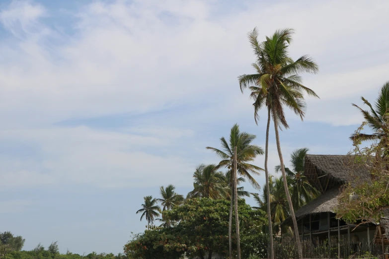 an open sandy beach near palm trees on the water