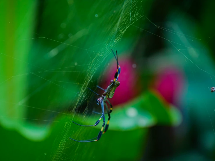 a spider with one eye half closed and the other half closed