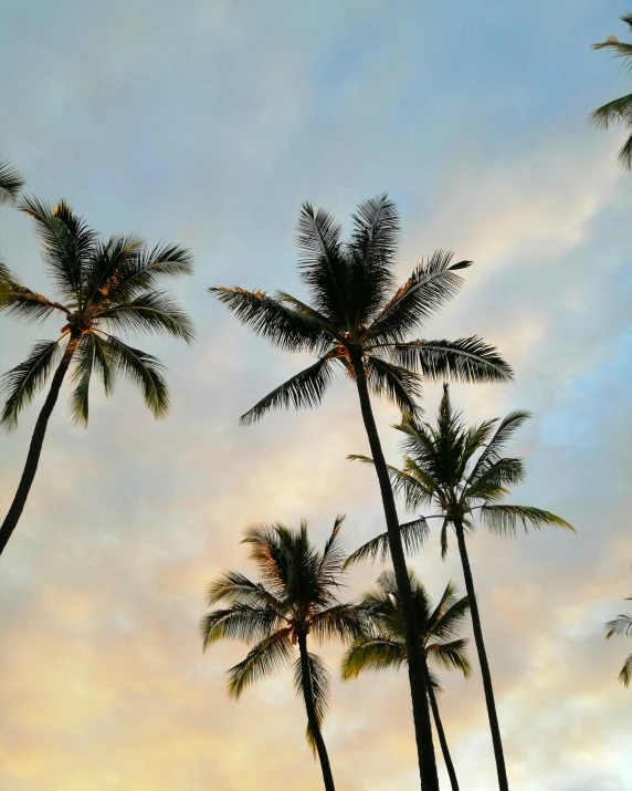 a very tall palm tree with many leaves in the foreground and a sky background