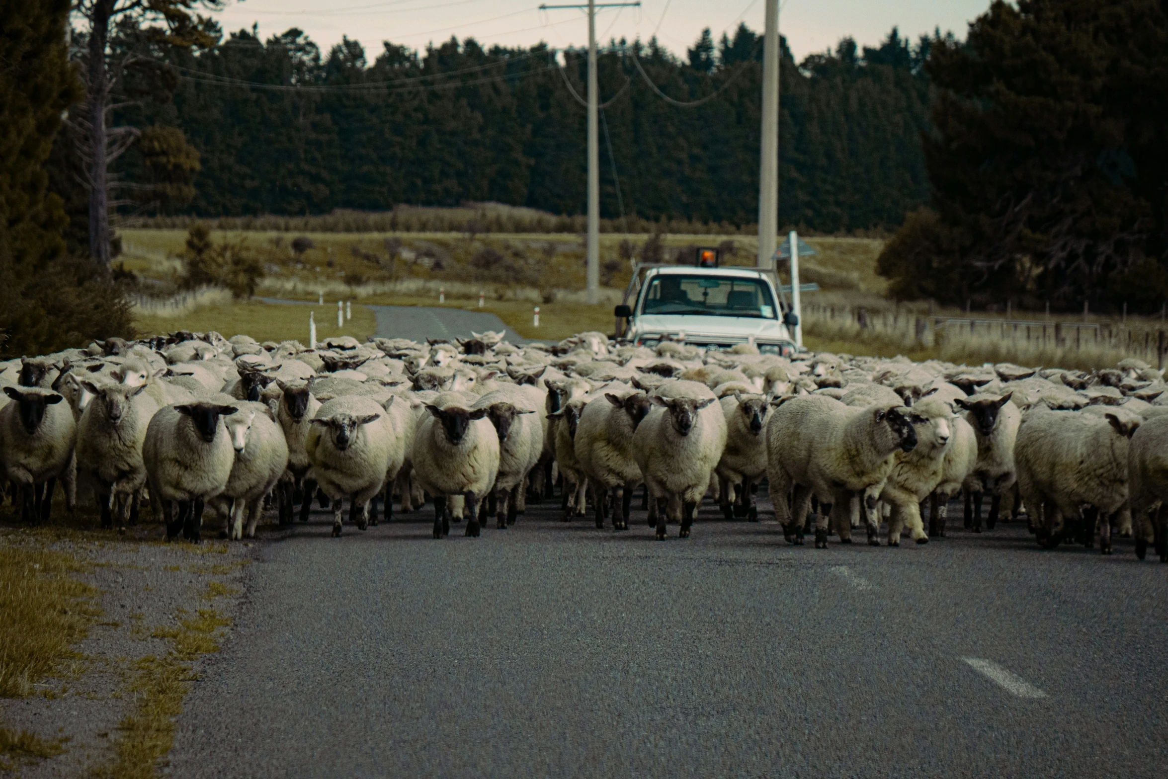 a large group of sheep are standing by the side of the road