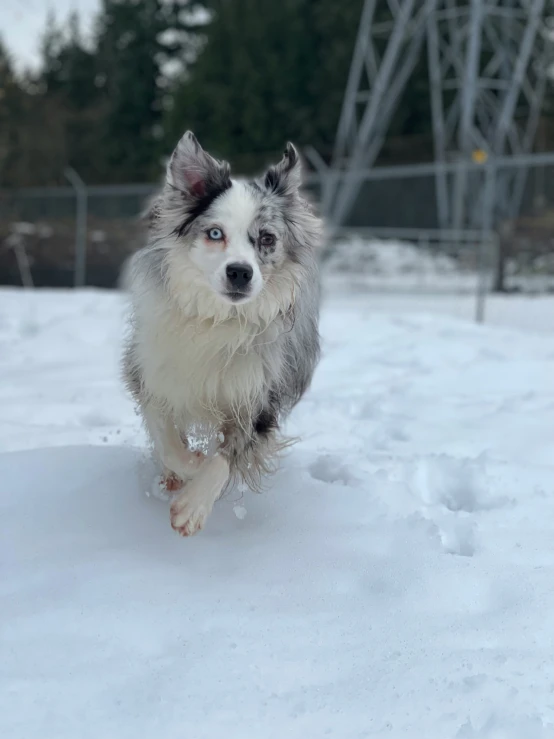 a black and white dog running through the snow