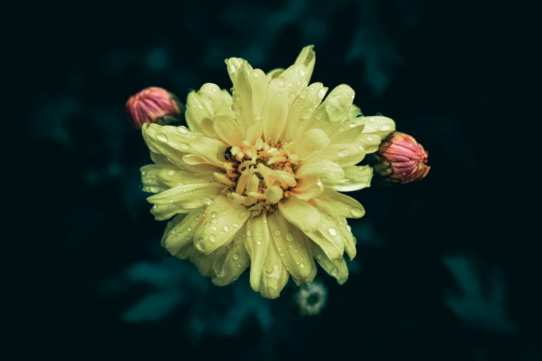 a yellow flower that is sitting up