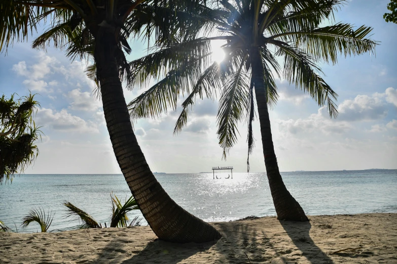 sun shining behind two palm trees on the beach