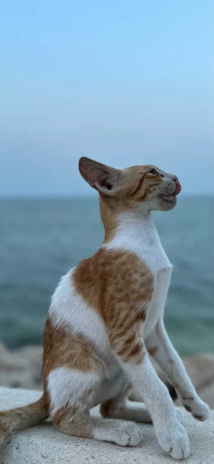 a small cat sits on the sand and looks out into the water