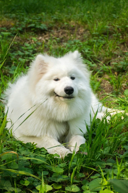 the white dog is sitting in the grass