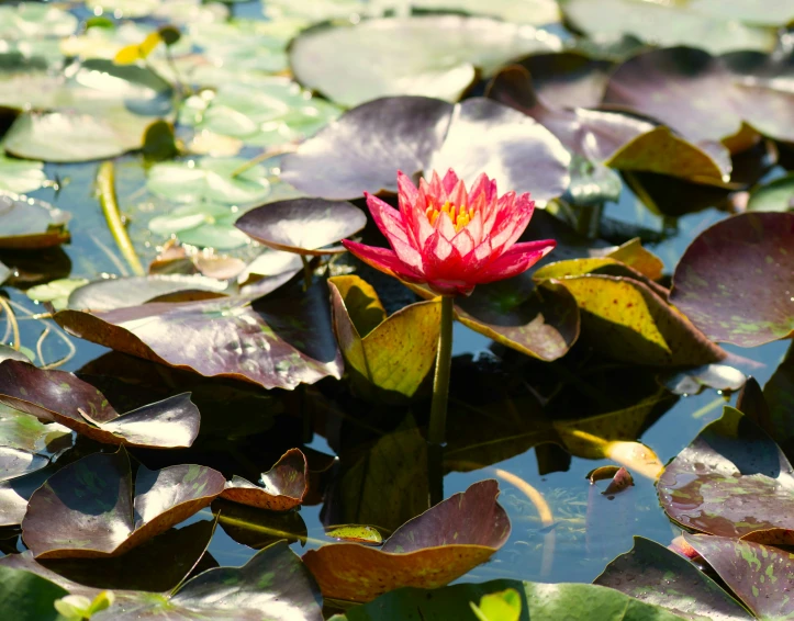 red water lily with green leaves in pond