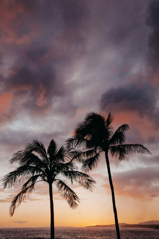 two palm trees near an ocean at sunset