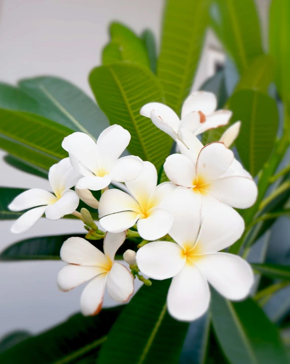 some pretty white flowers on a green nch