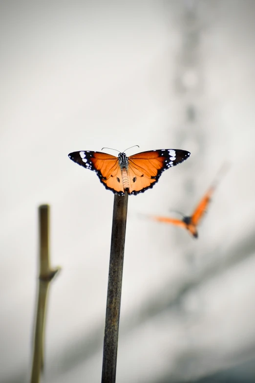two large orange erflies on top of a wooden stick