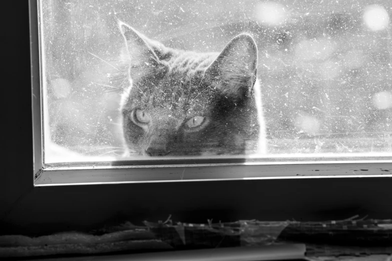 a black and white picture of a cat looking out the window