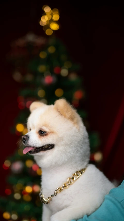 small white dog in a collar next to a christmas tree