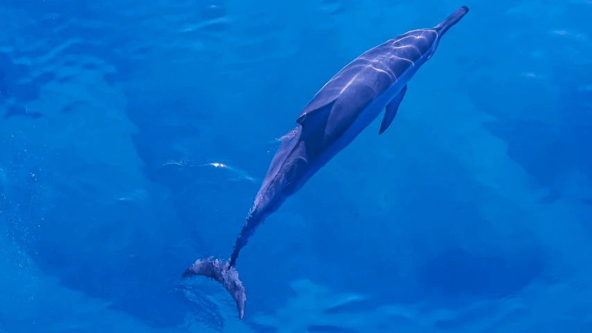 a dolphin swims in clear blue water