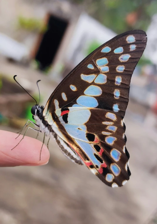 a hand holding an insect in the palm of it