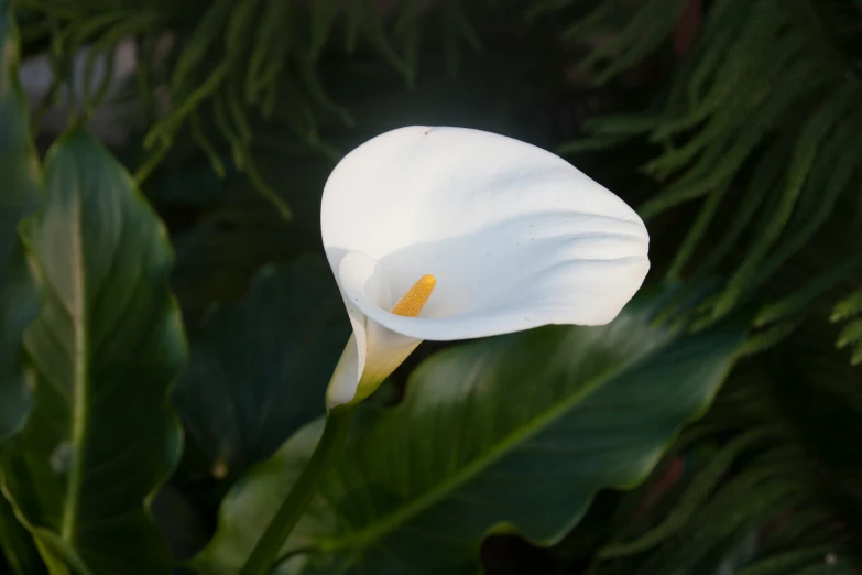 an open white flower sits in the middle of some leaves